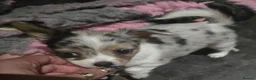 Chihuahua dogs for sale: Stunning long haired chihuahua puppies - Advert 3