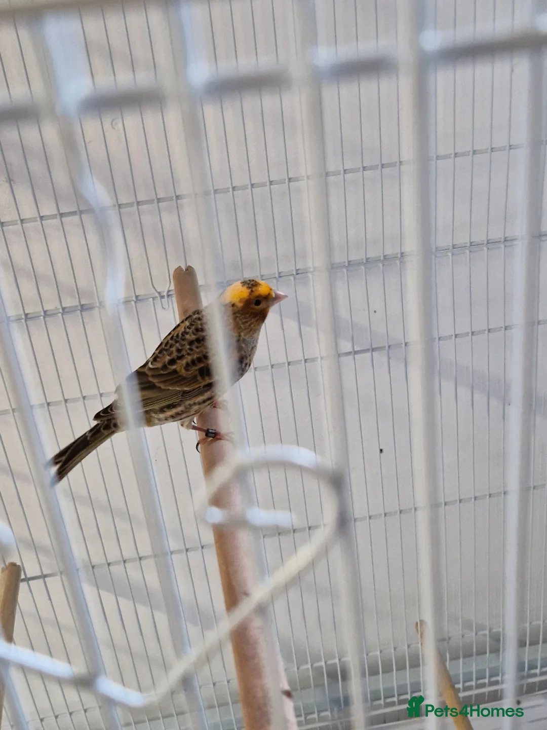 Canaries birds for sale: Fife + Opal Agage + Lizard Canaries - Advert 21