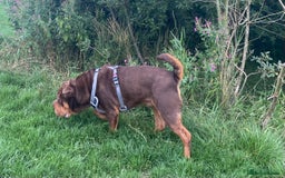 Shar Pei dogs for stud: Stunning Chocolate and Tan Boy - Image 7