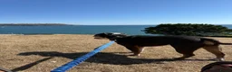 English Bulldog dogs for sale: 3‑Year‑Old New English Bulldog, Neutered, rehome in Plymouth - Advert 9