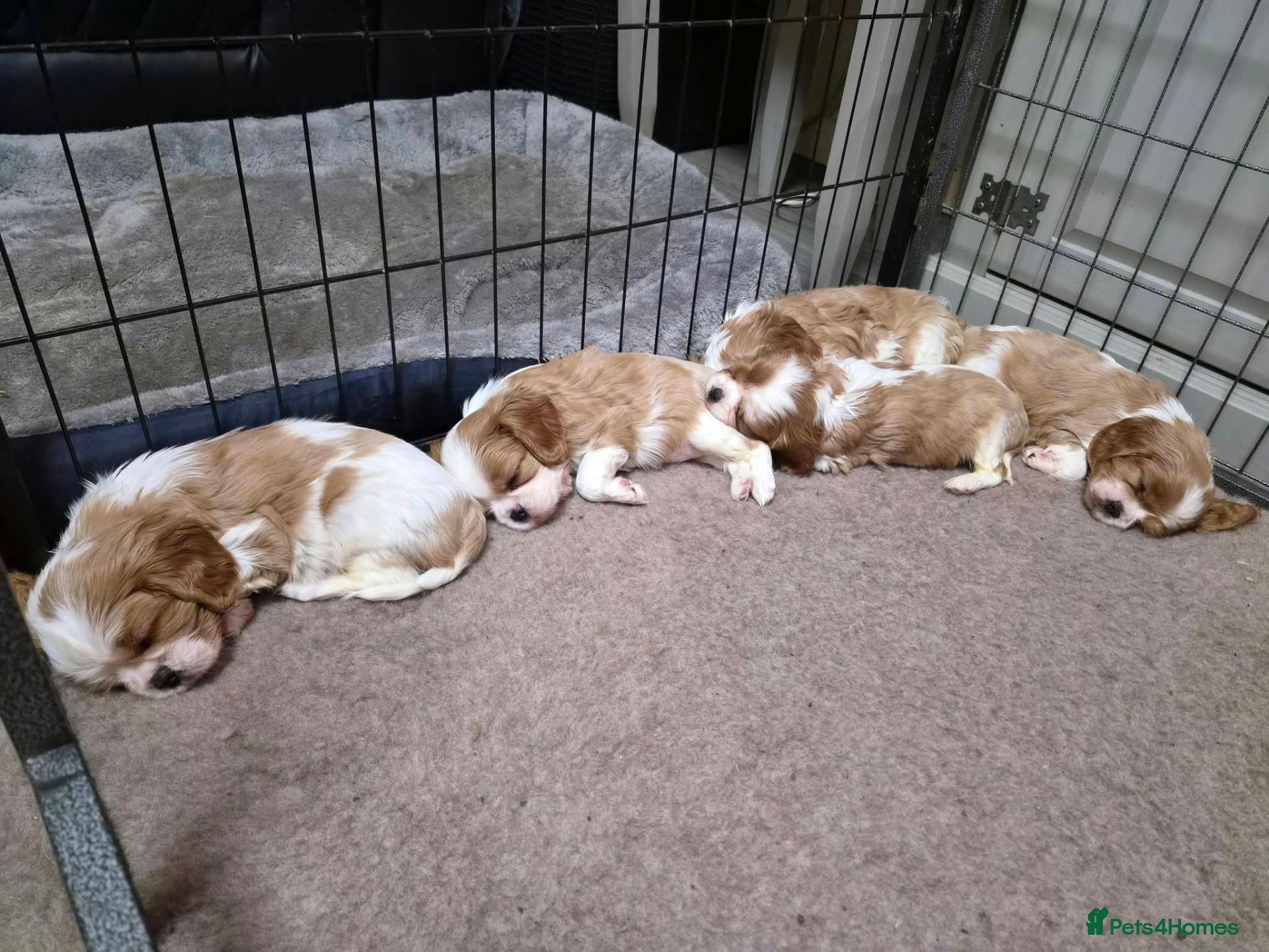 Cavalier King Charles Spaniel dogs for sale: Cavalier King Charles Spaniel  - Advert 1