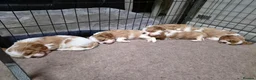 Cavalier King Charles Spaniel dogs for sale: Cavalier King Charles Spaniel  - Advert 1