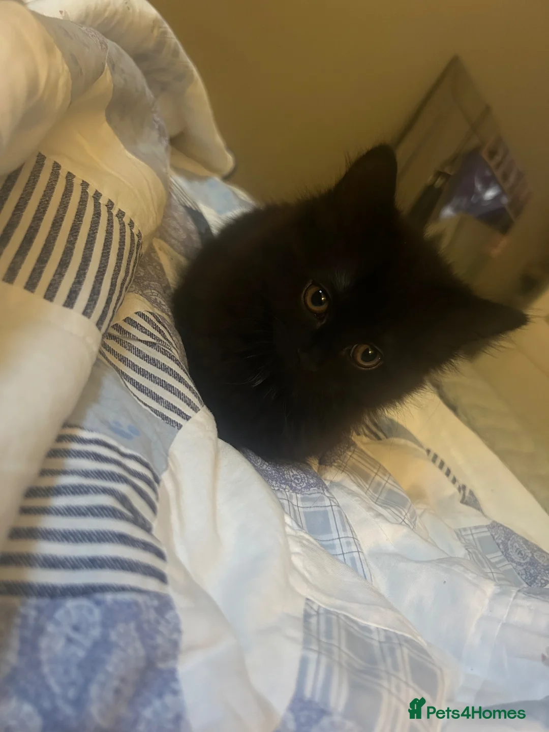 Mixed Breed cats for sale: X2 Boy kittens & mum  - Advert 2