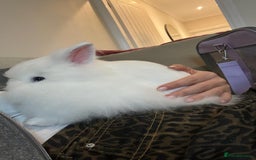 Lionhead rabbits for sale: Gorgeous white male Lionhead - Image 2