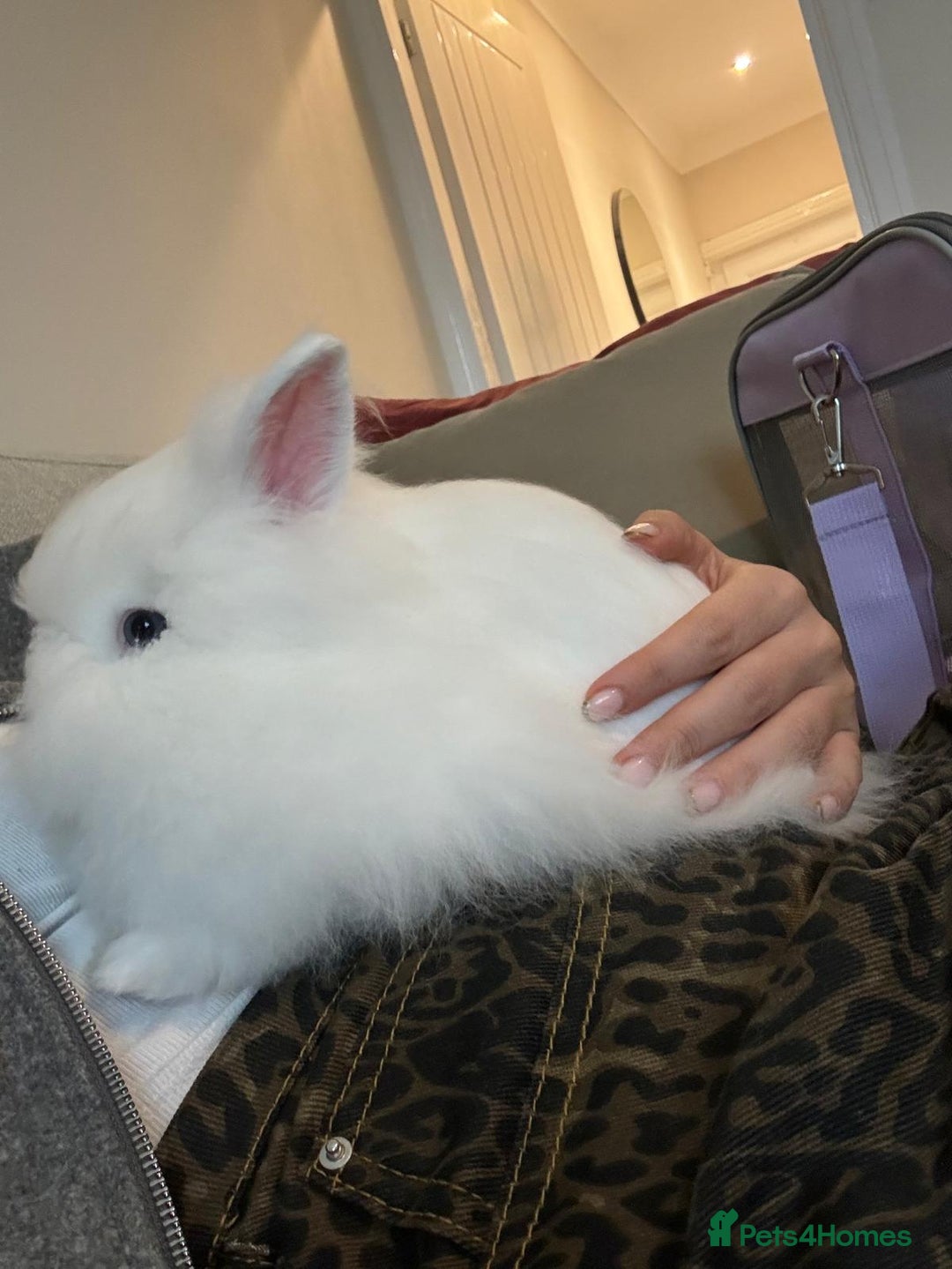 Lionhead rabbits for sale: Gorgeous white male Lionhead - Image 2