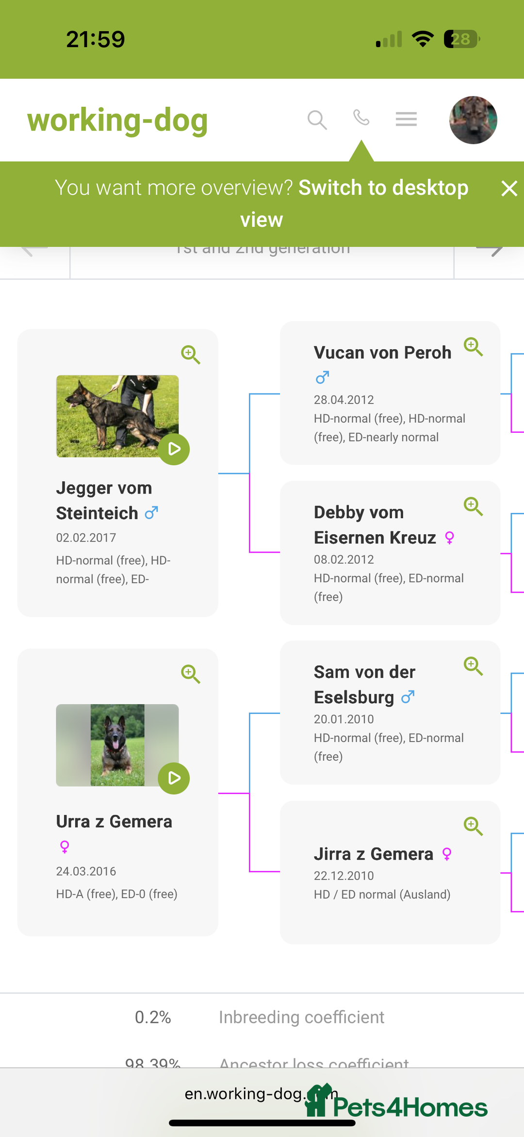 German Shepherd dogs for sale: ELITE WORKING LINE PEDIGREE  - Advert 7