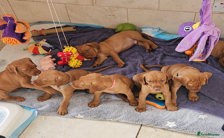 Hungarian Vizsla dogs - Advert 1