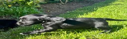 Cocker Spaniel dogs for sale: Cocker Spaniel Puppies in Launceston - Advert 8