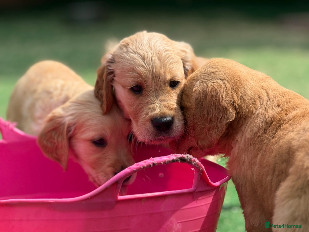 Golden Retriever dogs for sale: Fully health tested KC working golden retrievers  - Image 6