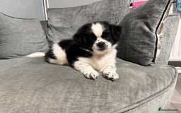 Mixed Breed dogs for sale: 2 Shihtzu cross Pomerania puppies  - Advert 3
