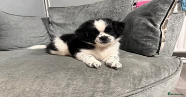 Mixed Breed dogs 2 Shihtzu cross Pomerania puppies  - Advert 7
