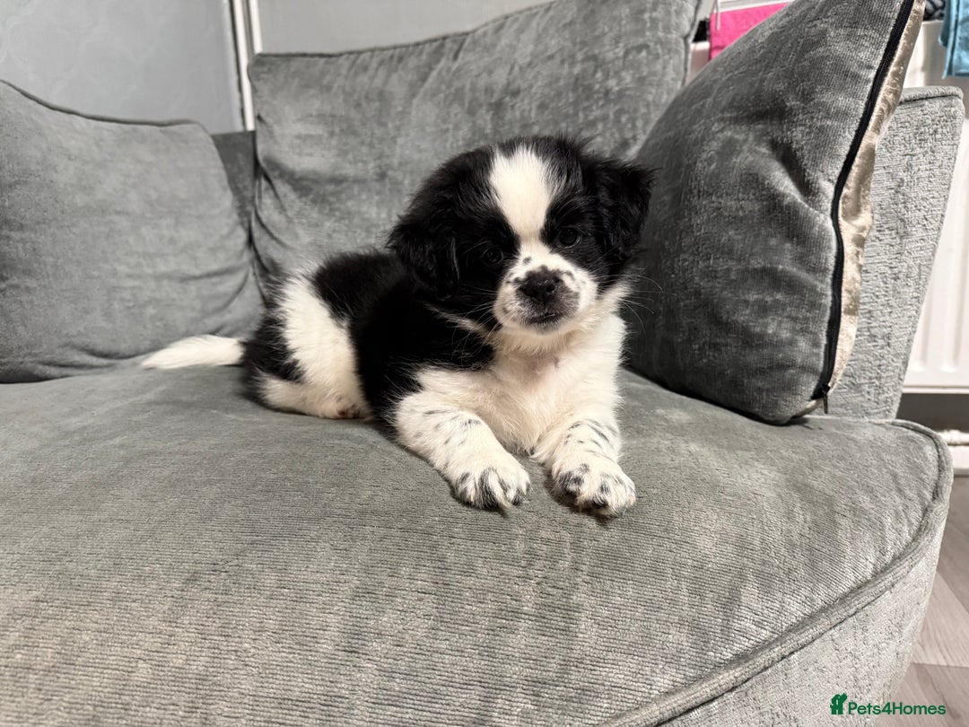 Mixed Breed dogs for sale: 2 Shihtzu cross Pomerania puppies  - Advert 3