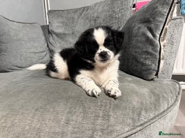 Mixed Breed dogs 2 Shihtzu cross Pomerania puppies - Advert 6