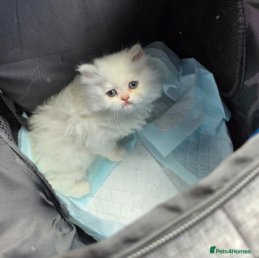 Persian cats for sale: Pedigree Persian doll face girl - Advert 1