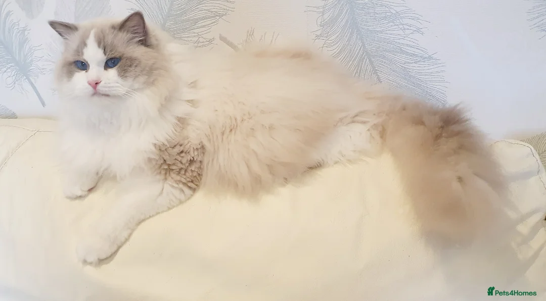 Ragdoll cats for stud: GCCF/TICA register, EU Ragdoll CHAMPIONSHIP STATUS in London - Advert 2