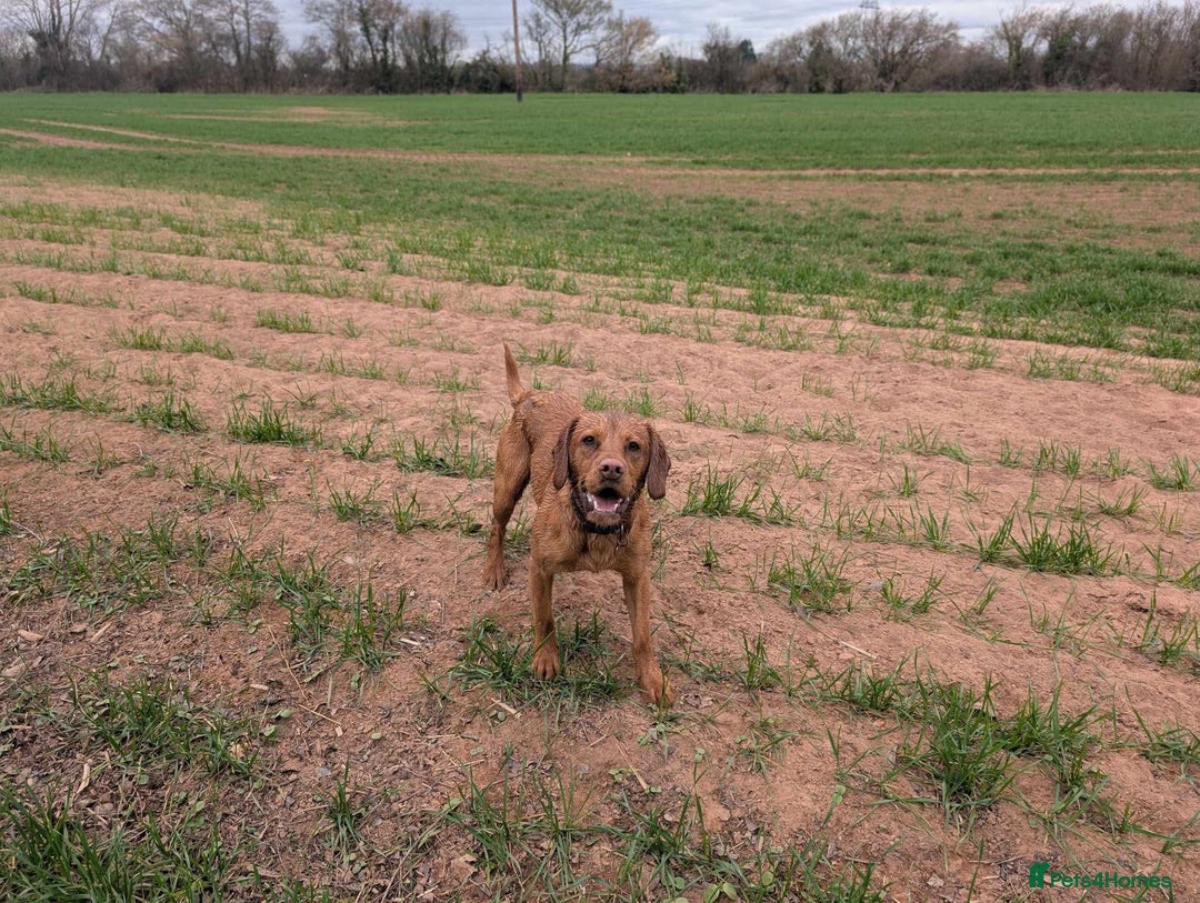 Cockerdor dogs for stud: Fox red cocker x lab for stud  in Wellington - Image 16