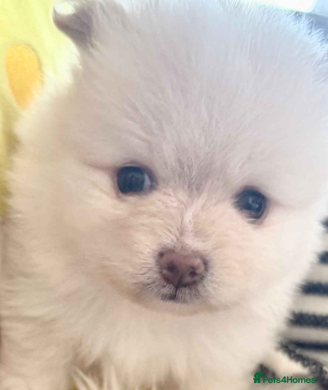 Pomeranian dogs for sale: ✨🐶SPECIAL SMALL SKY🩵BLUE 👀 POMS🐶✨ - Image 29
