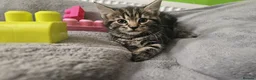 Mixed Breed cats for sale: Adorable kittens looking for new good home  - Advert 4