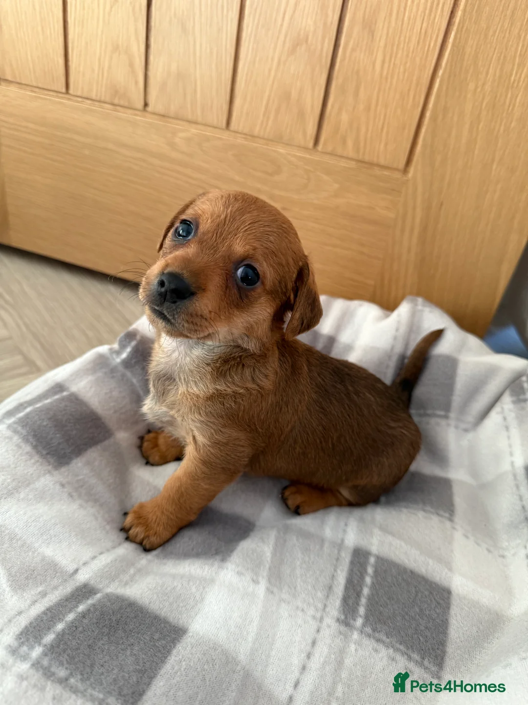 Chiweenie dogs for sale: Beautiful Chiweenie Pups For Sale - Advert 6