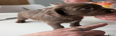 Cocker Spaniel 3
