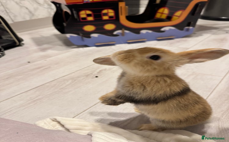 Mini Lop rabbits - Advert 1