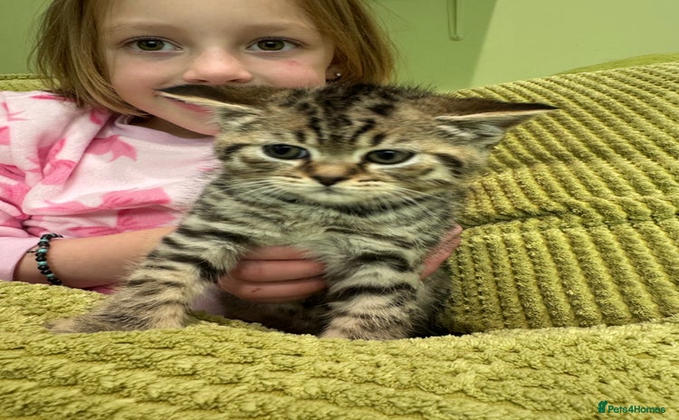 British Shorthair cats - Advert 5