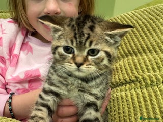 British Shorthair cats - Advert 22