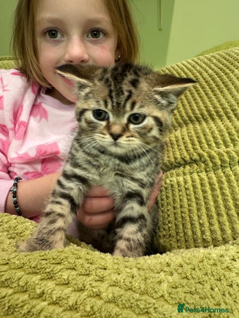 British Shorthair cats - Advert 5