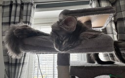 Maine Coon cats for sale: GCCF & TICA Reg Affectionate Maine Coon kittens - Image 8