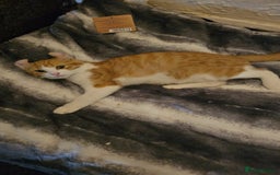 Mixed Breed cats for sale: Half spyhnx half calico  - Image 5