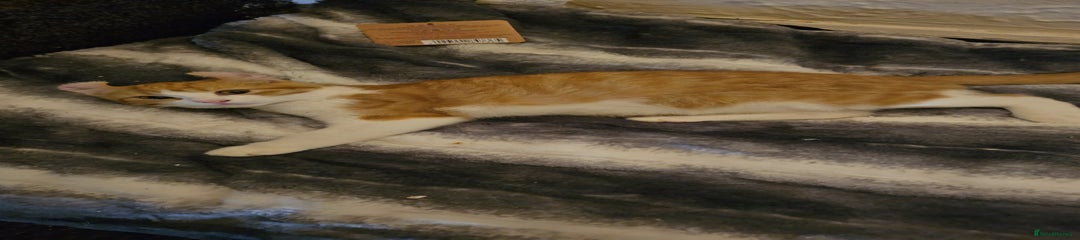 Mixed Breed Kitten 1