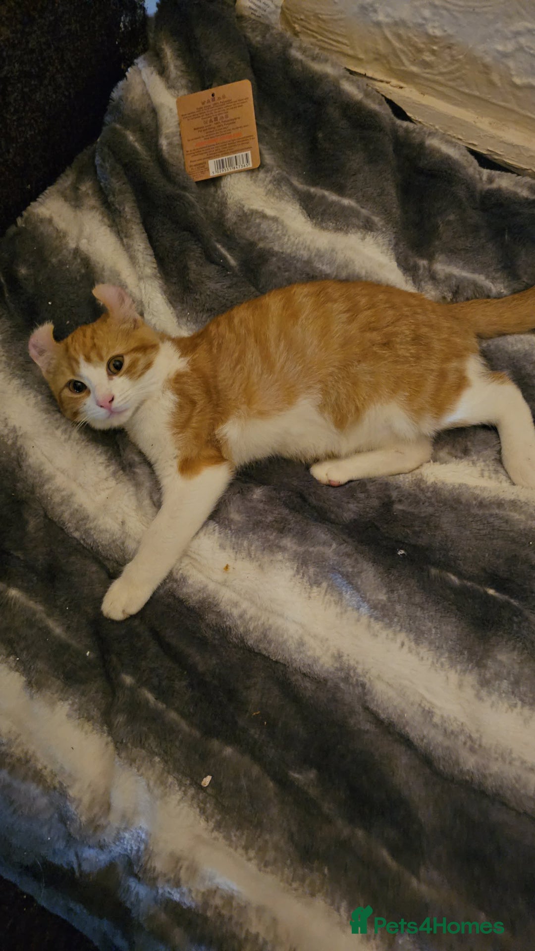 Mixed Breed cats for sale: Half spyhnx half calico  - Image 5