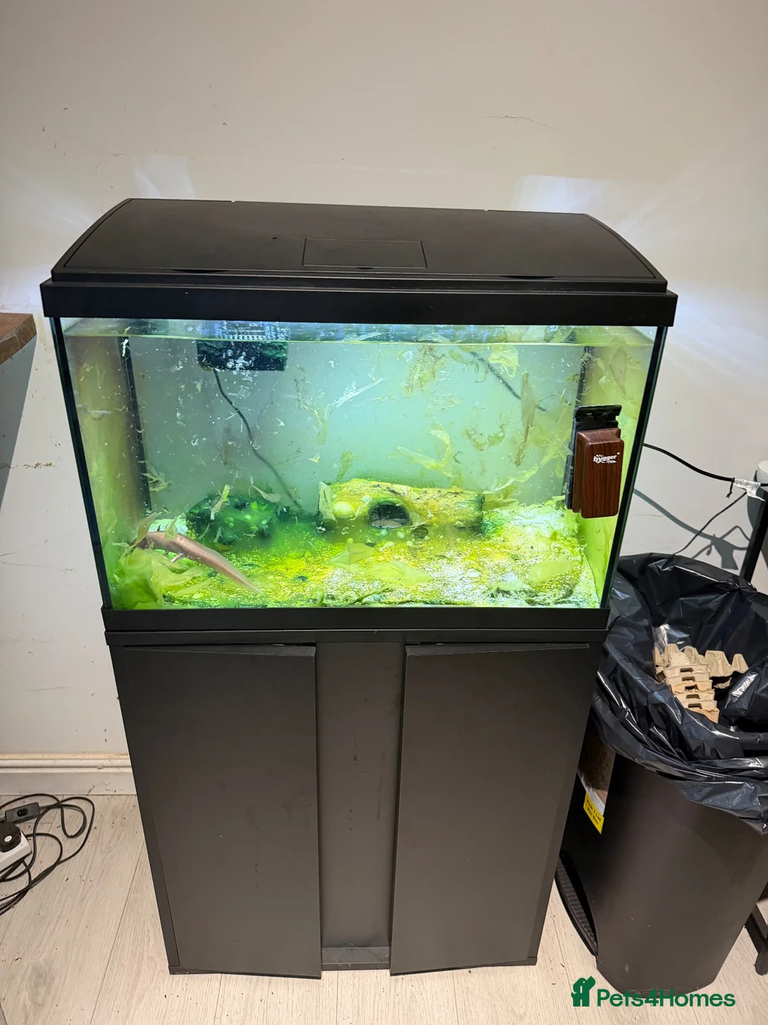 Axolotl reptiles for sale: Axolotl + set up Free to a good home   in Newcastle upon Tyne - Advert 3
