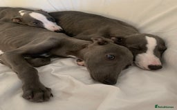 Whippet dogs for sale: Adorable Whippet Puppies for Loving Homes! 🐾💙 - Image 3