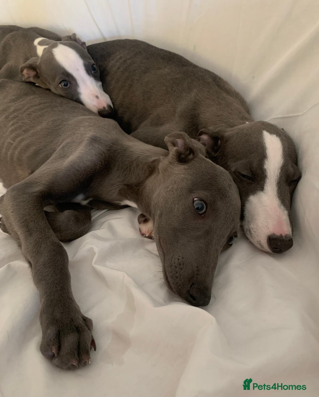 Whippet dogs for sale: Adorable Whippet Puppies for Loving Homes! 🐾💙 - Image 3