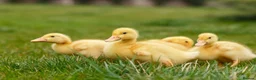Mixed Breed poultry for sale: Day old duckling for sale   - Advert 3