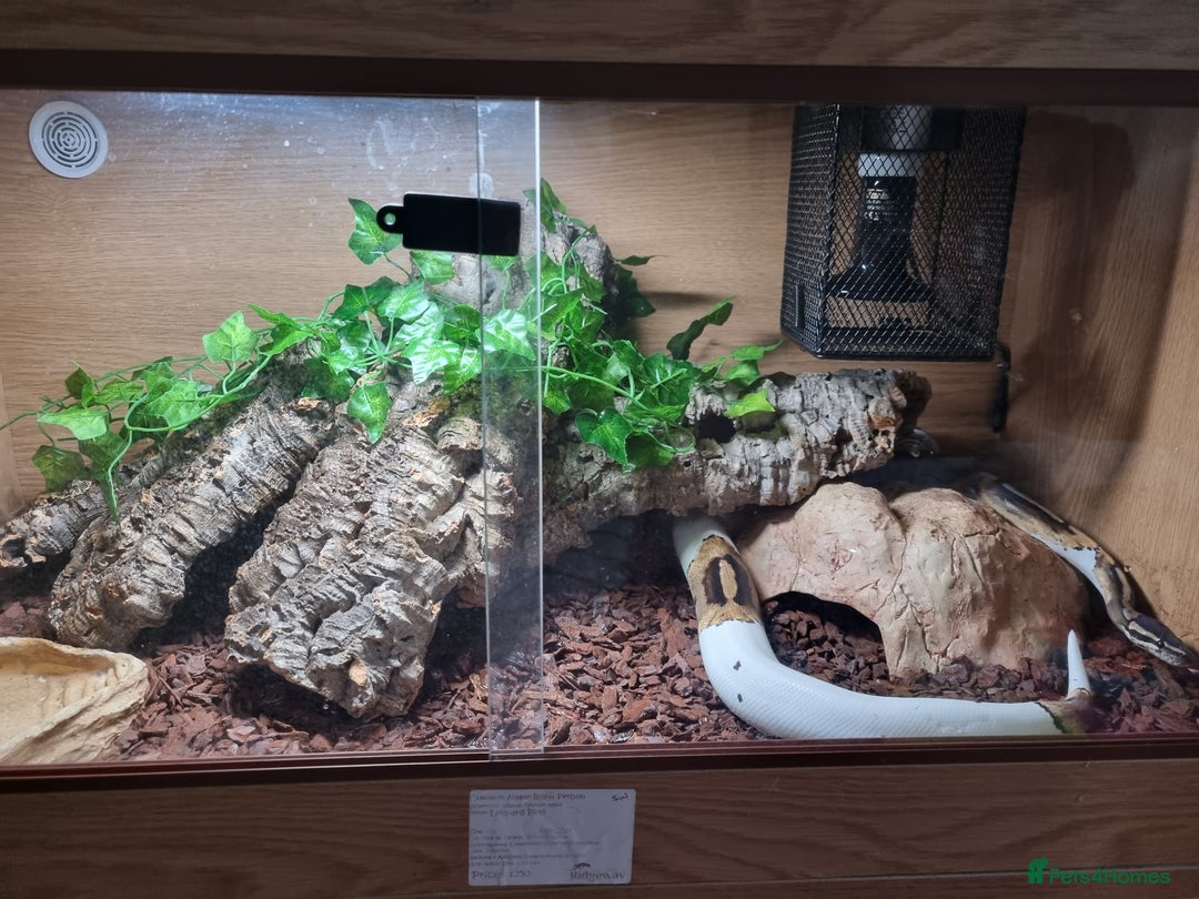 Python Snake reptiles for sale: Leopard Pied Male Royal Python plus full setup - Image 4