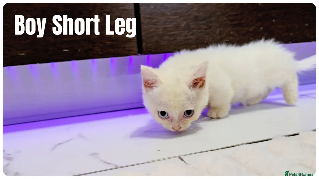 Munchkin cats for sale: Munchkin kittens - Advert 2
