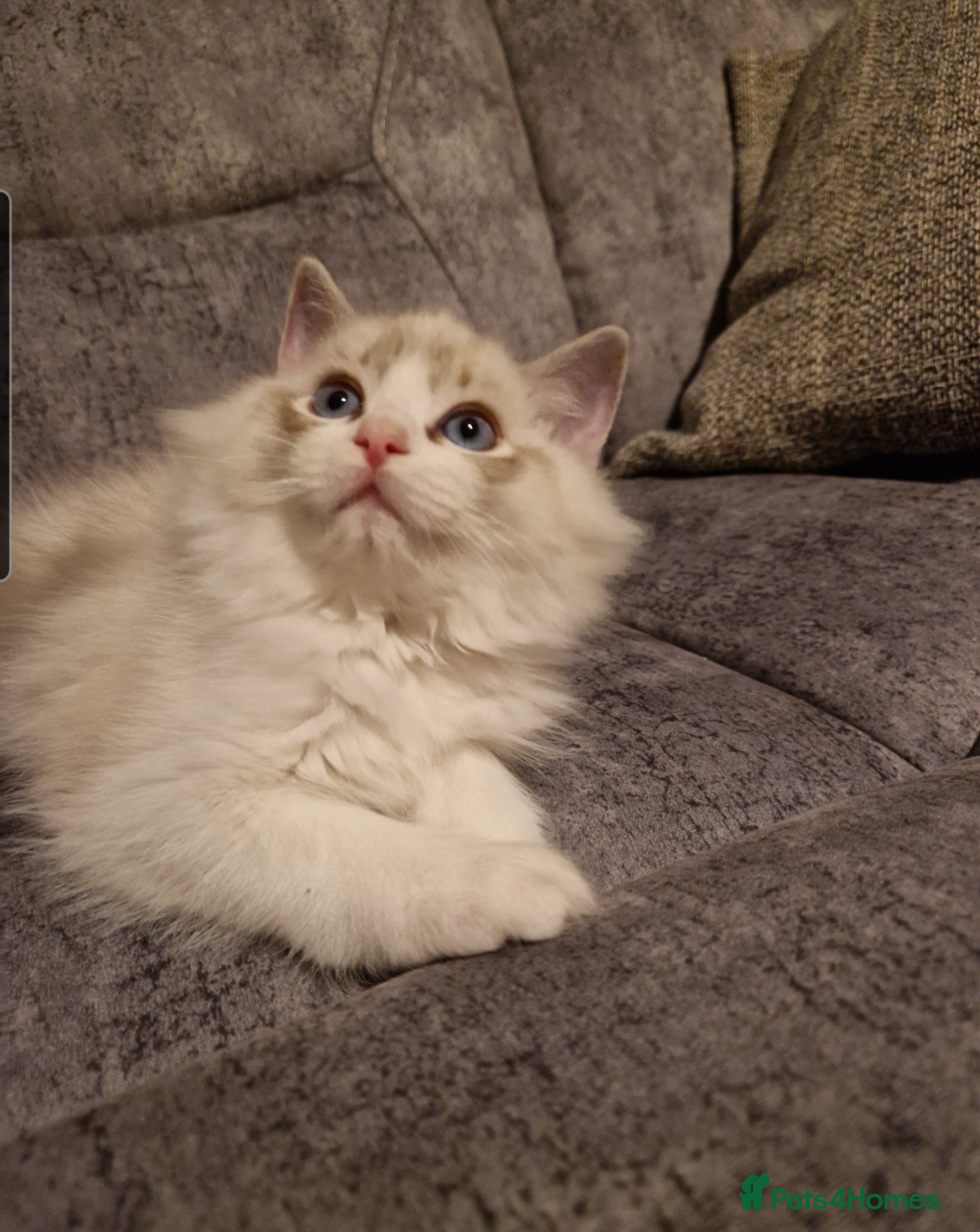Ragdoll cats Show quality Ragdoll kittens - Advert 2