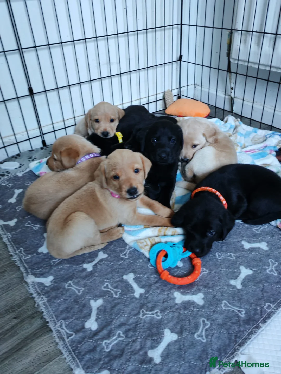 Labrador Retriever dogs for sale: KC Registered Black & Golden Labrador Puppies - Advert 1