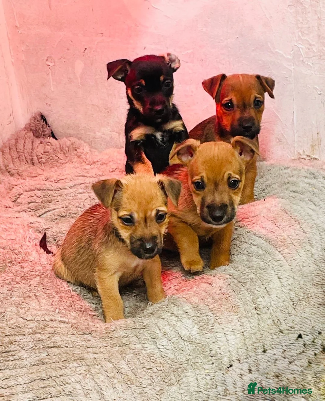 Jack Russell dogs for sale: Jack Russel puppy’s  in Leeds - Advert 2