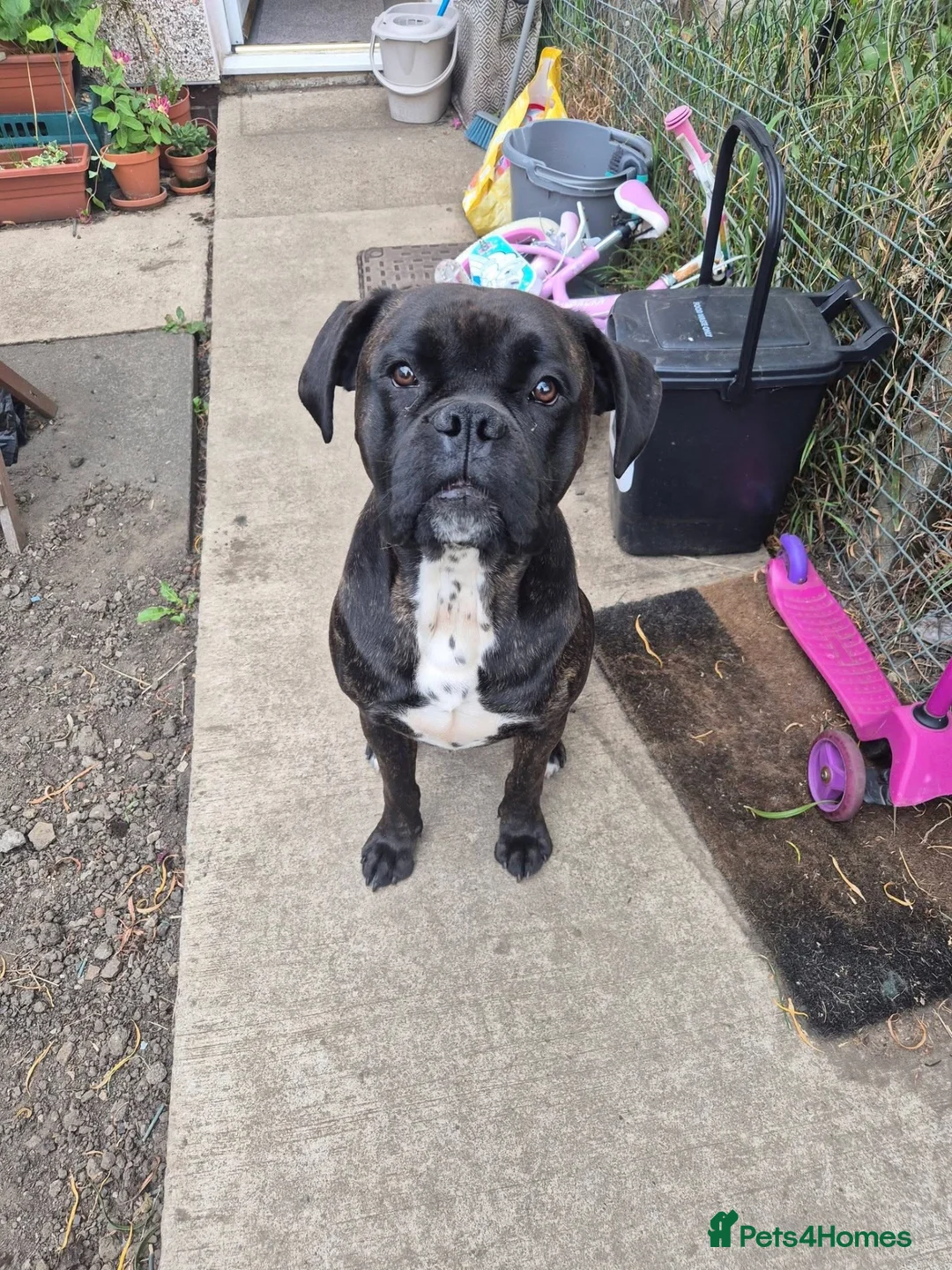 Boxer dogs for sale: Boxer dog  in Bishop Auckland - Advert 4