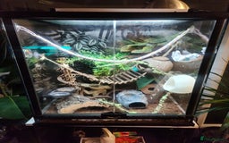 Gecko reptiles for sale: Harlequin crested gecko - Image 5