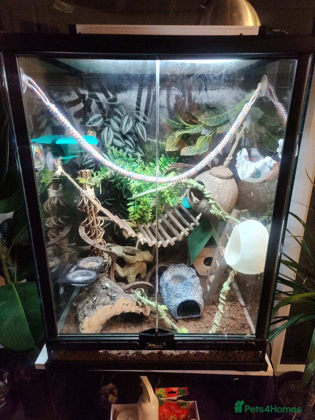 Gecko reptiles for sale: Harlequin crested gecko - Image 5