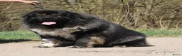 Caucasian Shepherd Dog dogs for sale: Caucasian shepherd Junior Champion  - Advert 17