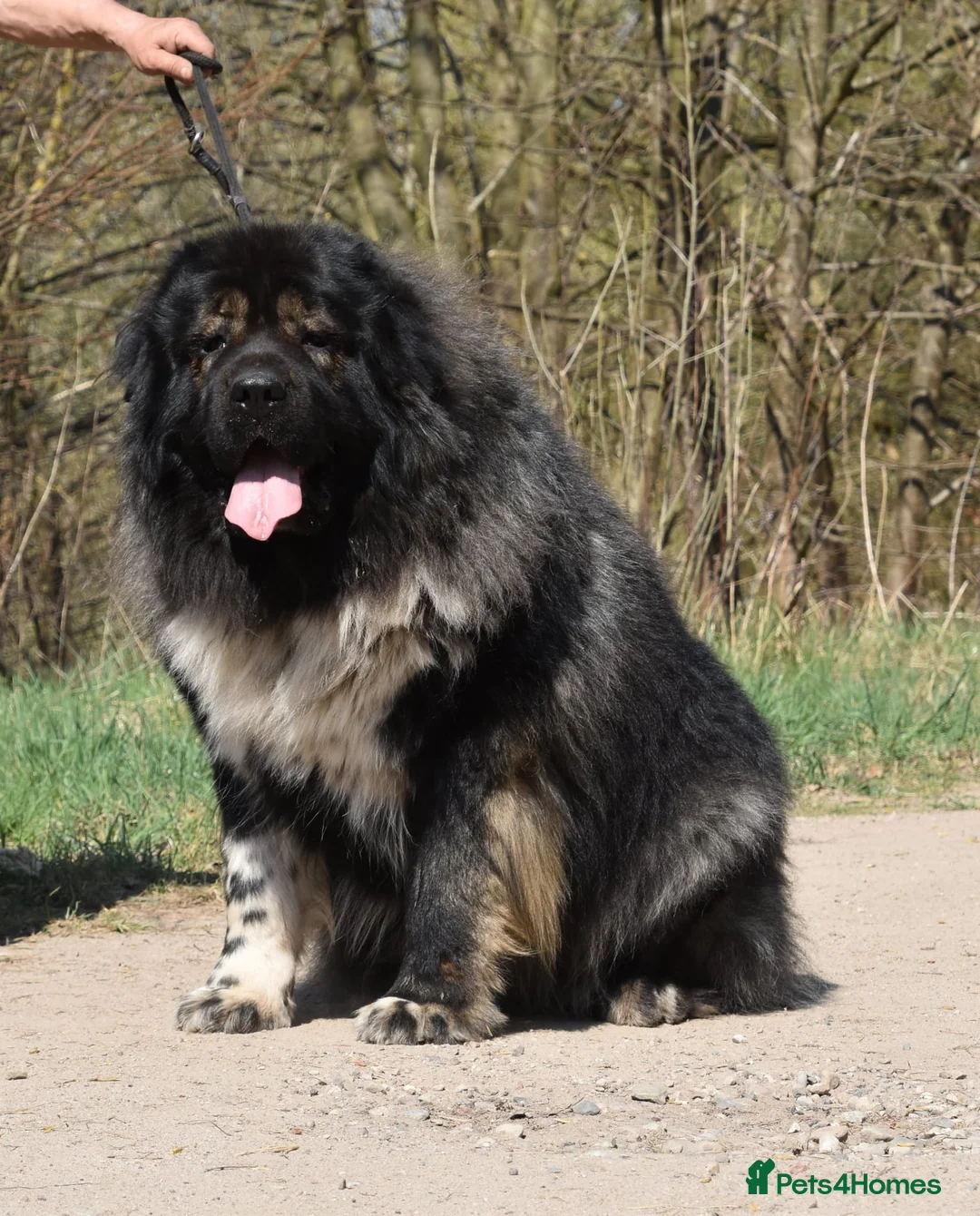 Caucasian Shepherd Dog dogs for sale: Caucasian shepherd Junior Champion  - Advert 17