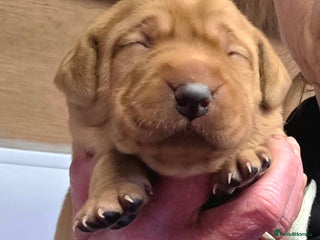 Labrador Retriever dogs - Advert 29