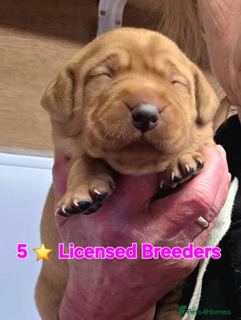 Labrador Retriever dogs - Advert 2