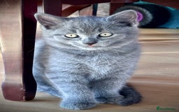 British Shorthair cats for sale: Adorable British Shorthair kittens - Blue & Choco - Image 15
