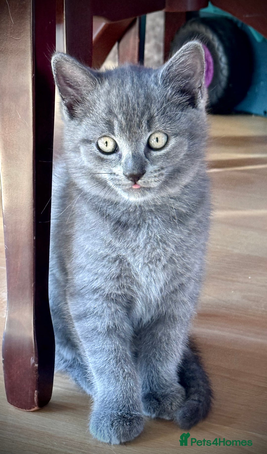 British Shorthair cats for sale: Adorable British Shorthair kittens - Blue & Choco - Image 15